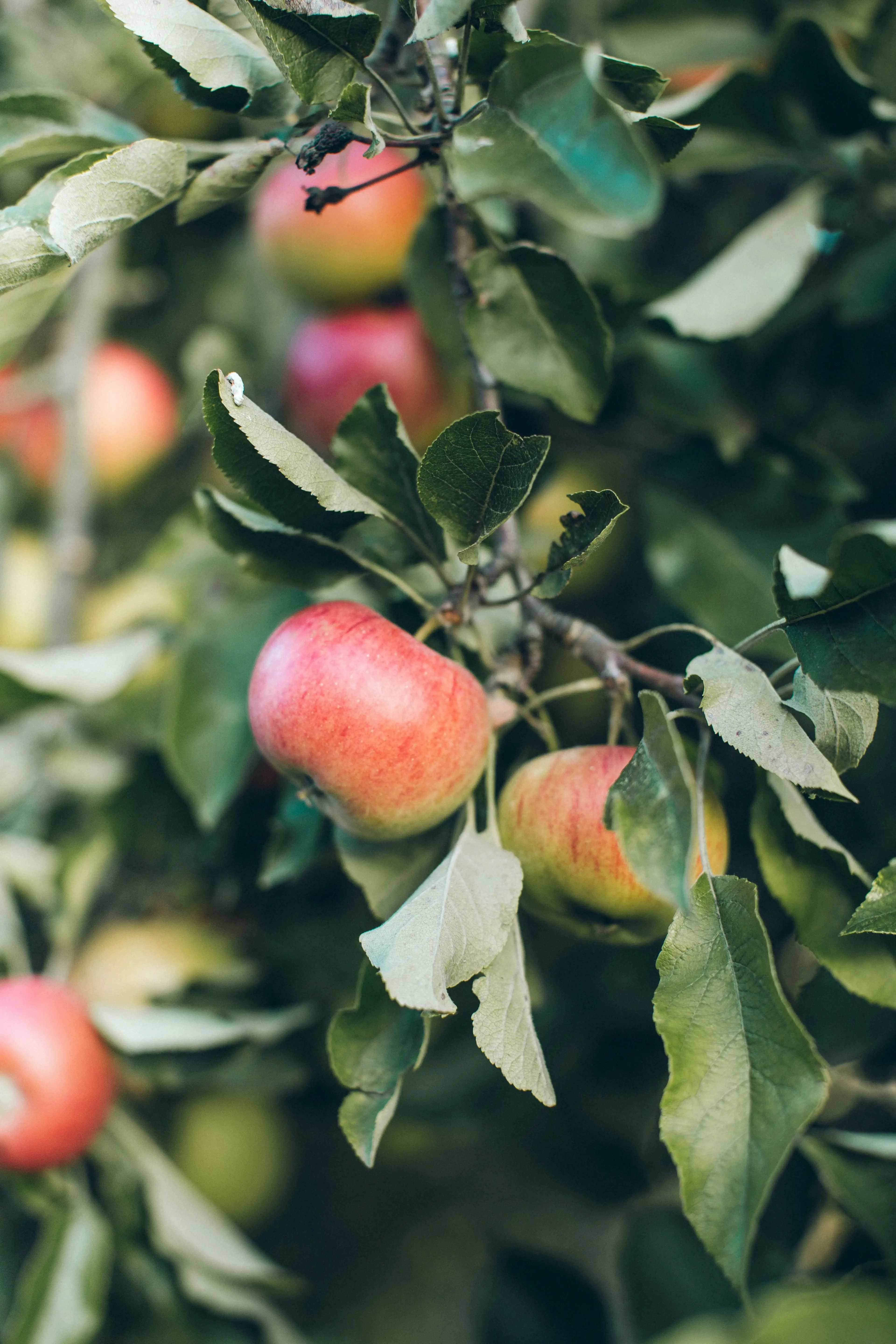 apples