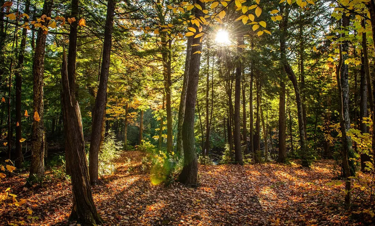 forest and nature
